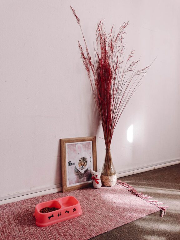 How to Set Up a Cozy and Safe Pet-Friendly Home Corner
